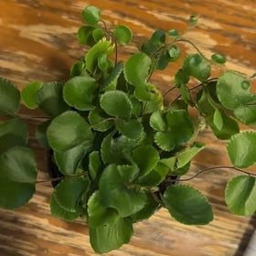 Photo of the plant species California Maidenhair Fern by @LuxuryBogarum named Gates on Greg, the plant care app