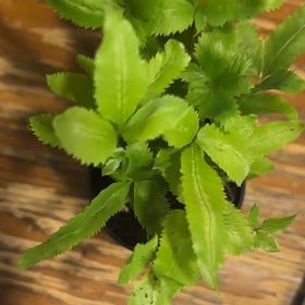 Photo of the plant species Ribbon Fern by @LuxuryBogarum named Austen on Greg, the plant care app