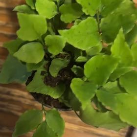 Photo of the plant species House Holly-Fern by @LuxuryBogarum named Captain Plant-it on Greg, the plant care app