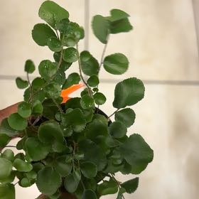 Photo of the plant species California Maidenhair Fern by @LuxuryBogarum named Darwin on Greg, the plant care app