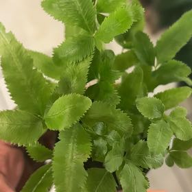 Photo of the plant species Brake Fern by @LuxuryBogarum named Nithin on Greg, the plant care app