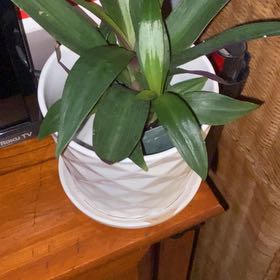 Photo of the plant species Rhoeo Golden by @ZestyThemiller named Bodhi on Greg, the plant care app