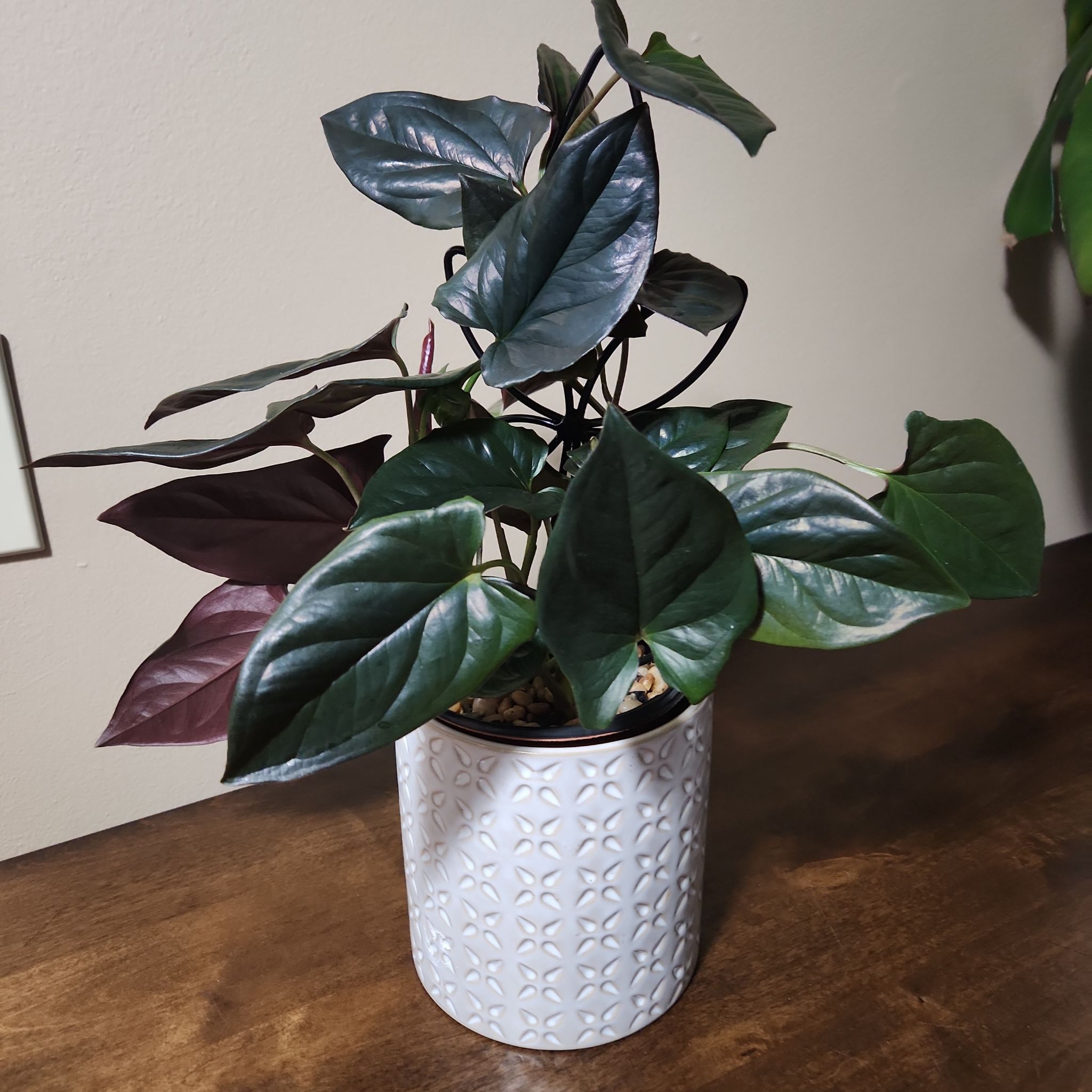 Photo of the plant species syngonium llano carti by @CheyenneRed named Lani on Greg, the plant care app
