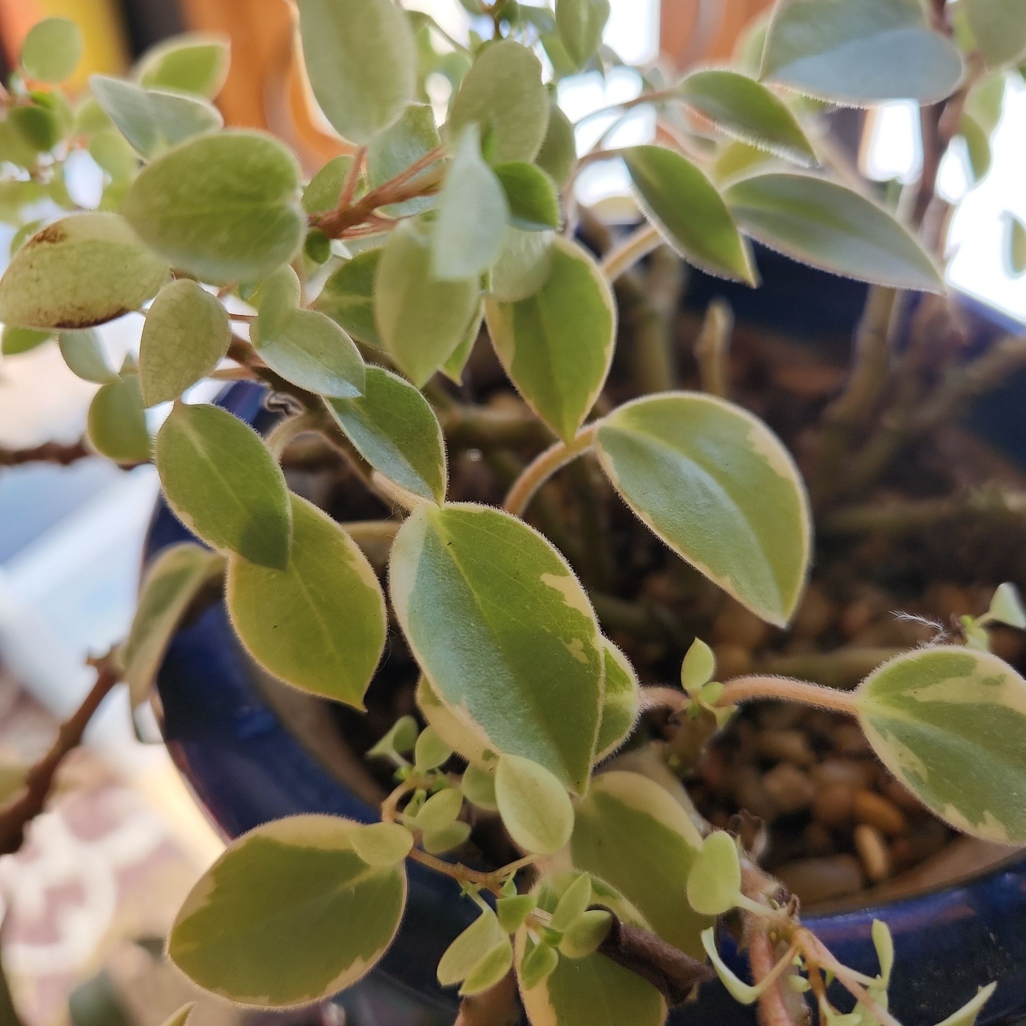 Variegated Teardrop Peperomia plant in a pot with healthy variegated leaves.