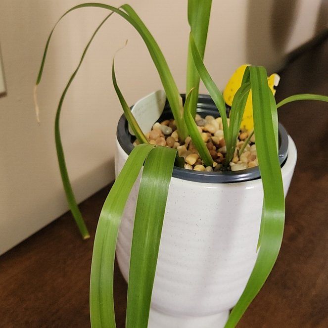 Photo of the plant species Trimezia northiana by @CheyenneRed named Iris on Greg, the plant care app