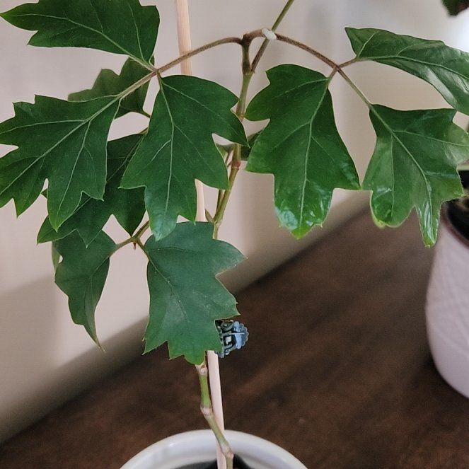 Photo of the plant species Oak Leaf Ivy by @CheyenneRed named Acorn on Greg, the plant care app