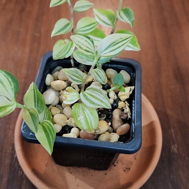 Photo of the plant species green and white tradescantia by @CheyenneRed named Demi on Greg, the plant care app