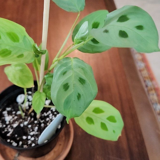 Photo of the plant species Prayer plant by @CheyenneRed named Aria on Greg, the plant care app