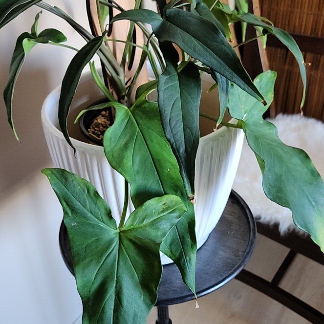 Photo of the plant species Syngonium 'Lance Leaf' by @CheyenneRed named Lance on Greg, the plant care app