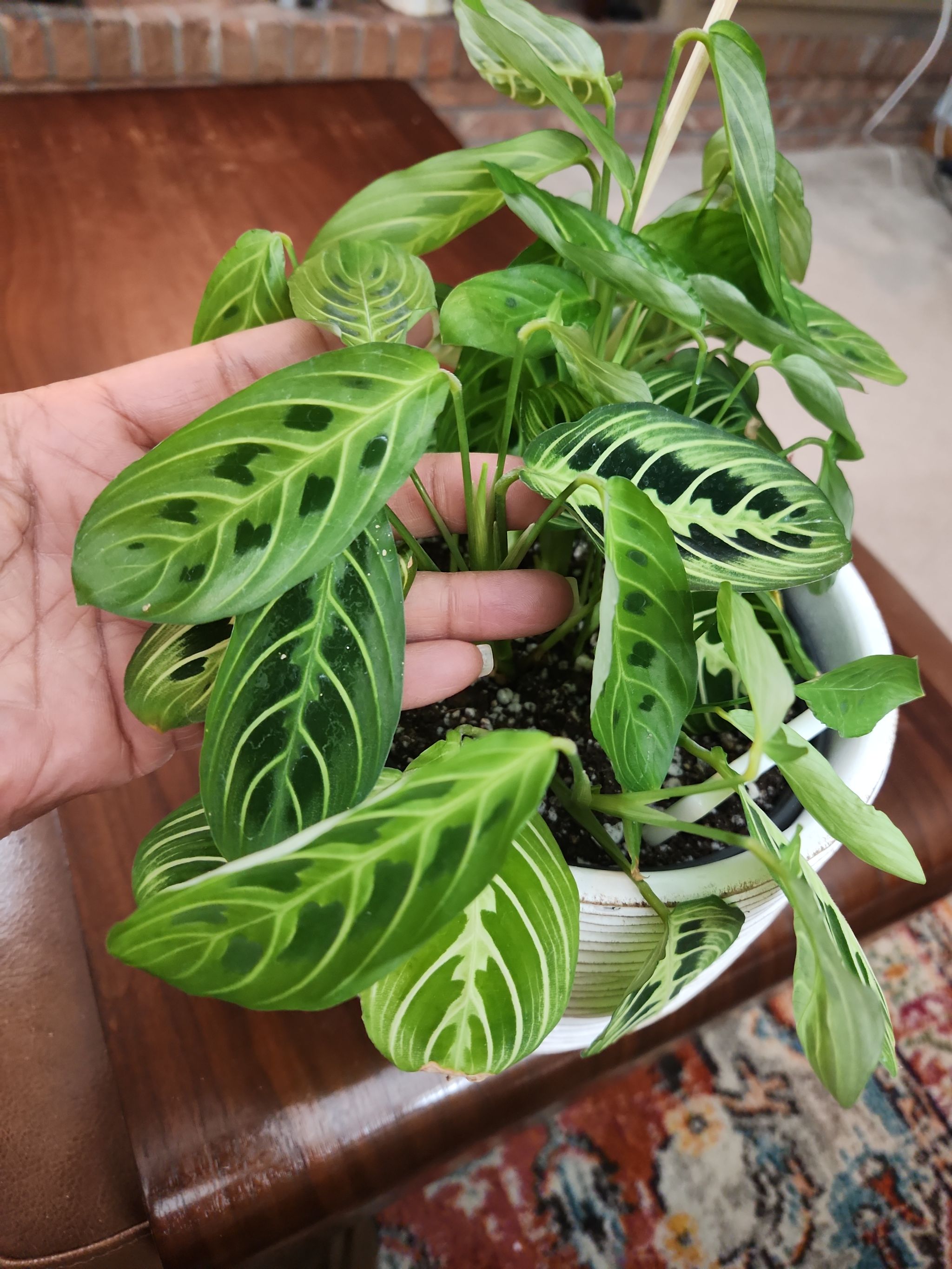 Photo from the post