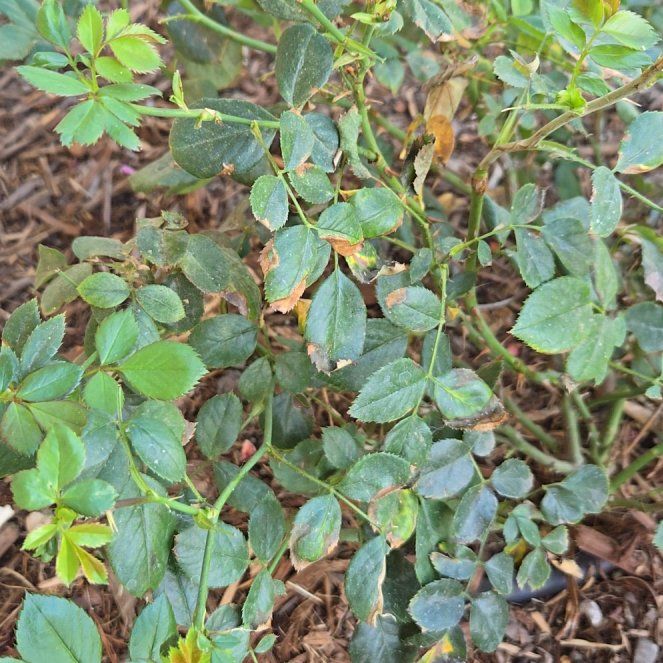 Photo of the plant species Ketchup and mustard rose by @PlantSoulLover named Bella on Greg, the plant care app