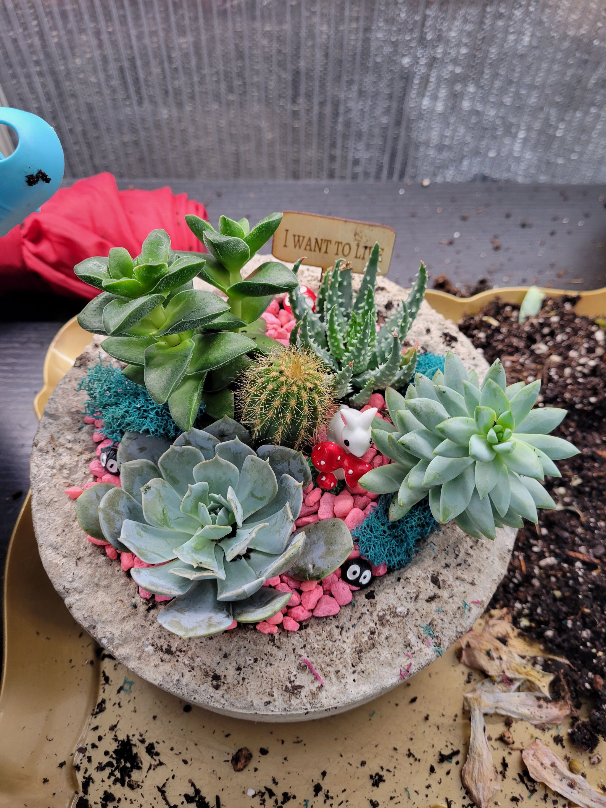 Photo of the plant species succulant by @plantmomwannabe named The Sproutacus Arena on Greg, the plant care app