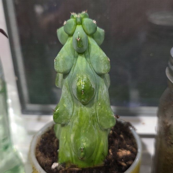Photo of the plant species Boobie cactus by @Denali named Dolly on Greg, the plant care app
