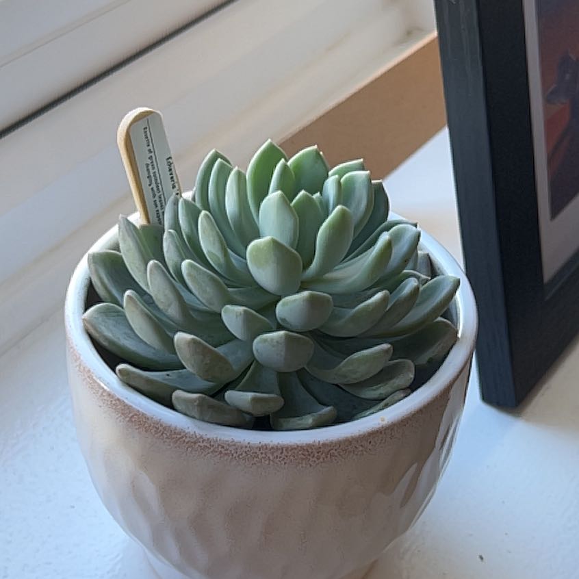 Photo of the plant species Echeveria Aurora by @MajorBigmuhly named Bulby on Greg, the plant care app