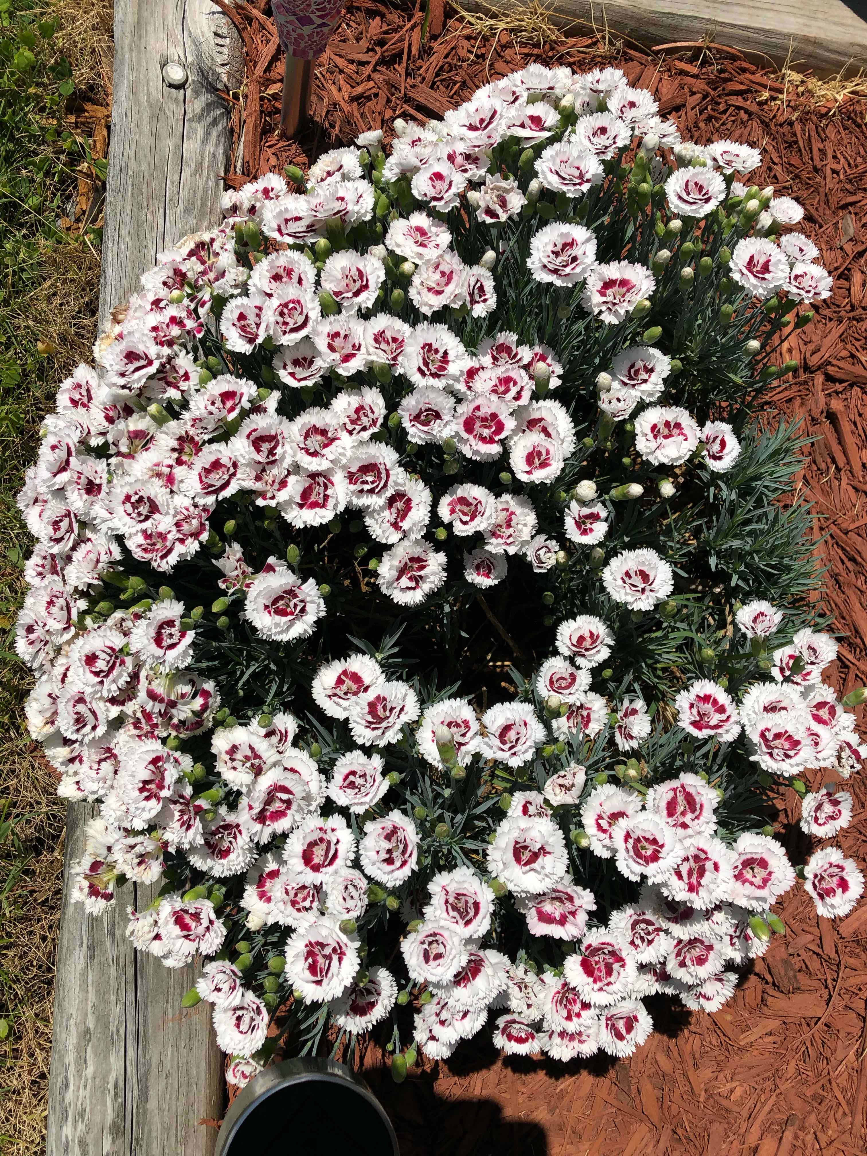 Border Carnation plant with numerous white flowers featuring red centers, appearing healthy and well-maintained.
