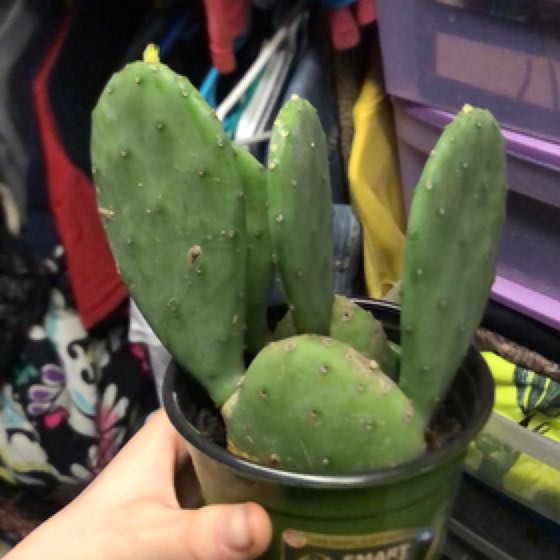 Photo of the plant species Opuntia 'Lime Green Dome' by @CopiousTorgrass named Prince on Greg, the plant care app
