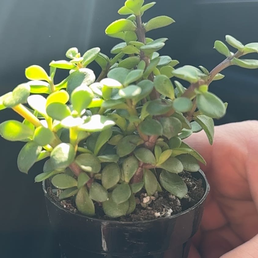 Photo of the plant species Large Leaf Elephant Bush by @LuckyRedpagoda named Girlfrond on Greg, the plant care app