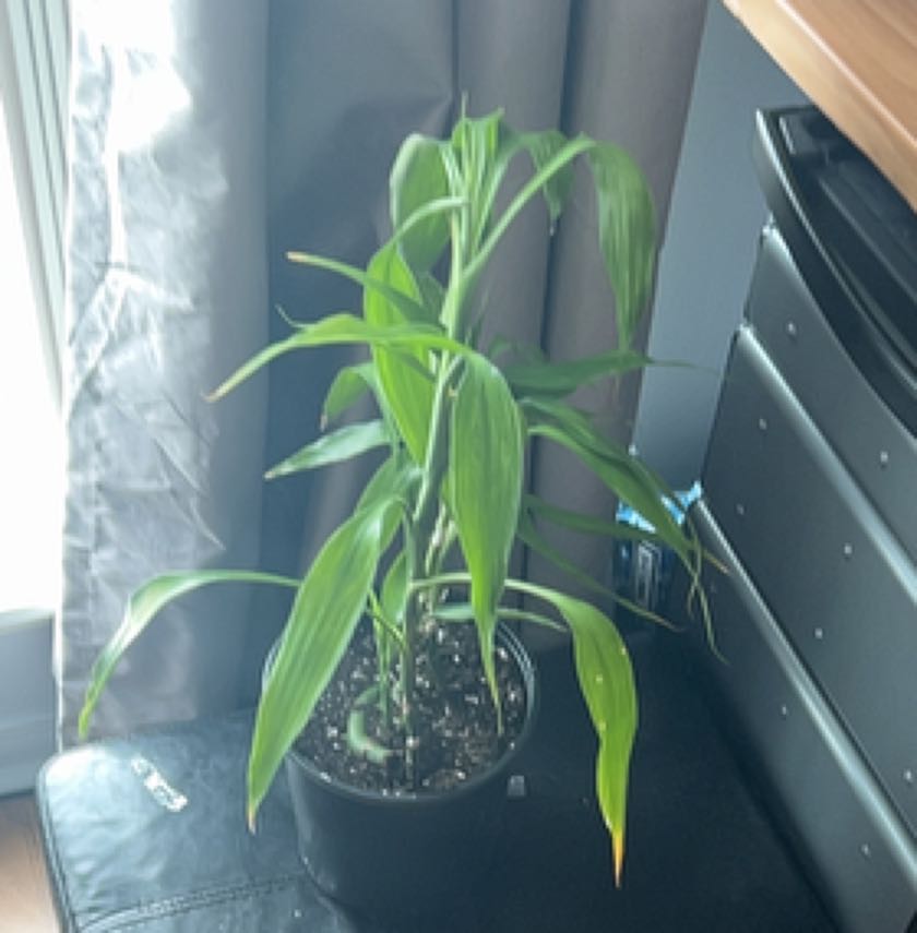 Photo of the plant species Draceana Marley by @FreshPotatotree named Kobe on Greg, the plant care app