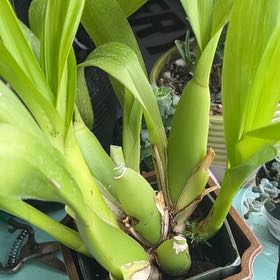 Plant care for Miltassia Citron x Odontoglossum trilobum on Greg, the plant care app