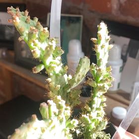 Photo of the plant species Joseph's Coat by @CutePaperwhite named Delilah on Greg, the plant care app