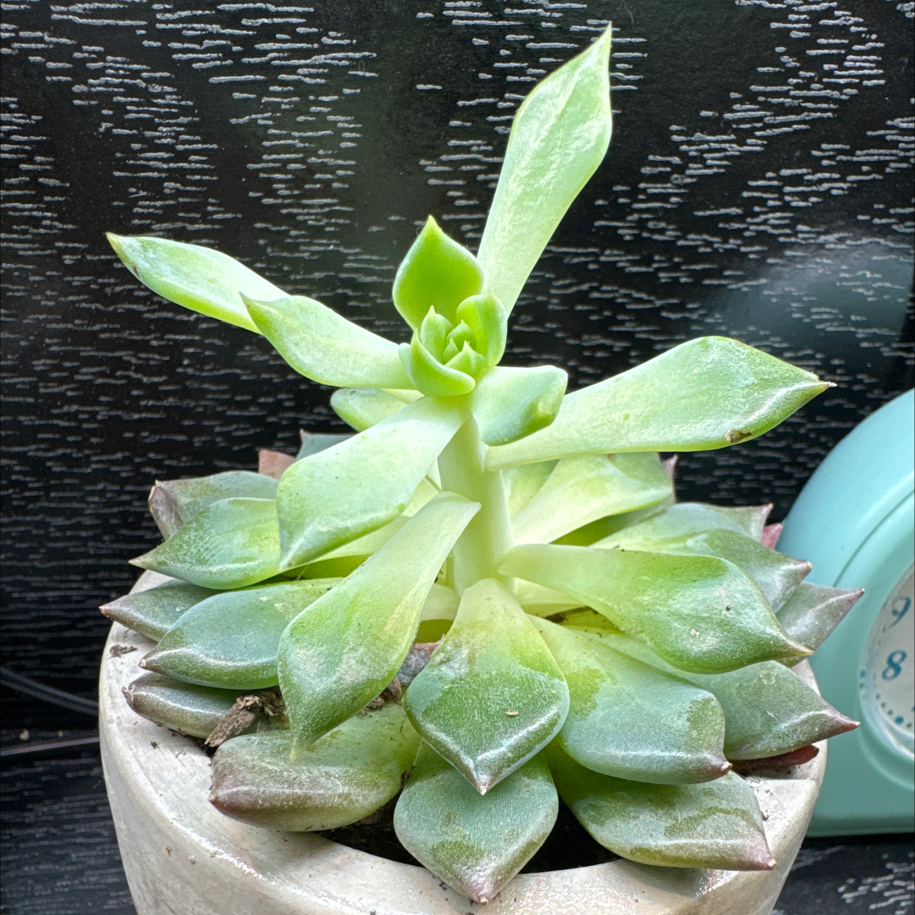 Sedeveria 'Dark Elf' succulent in a pot with vibrant green leaves, healthy appearance.