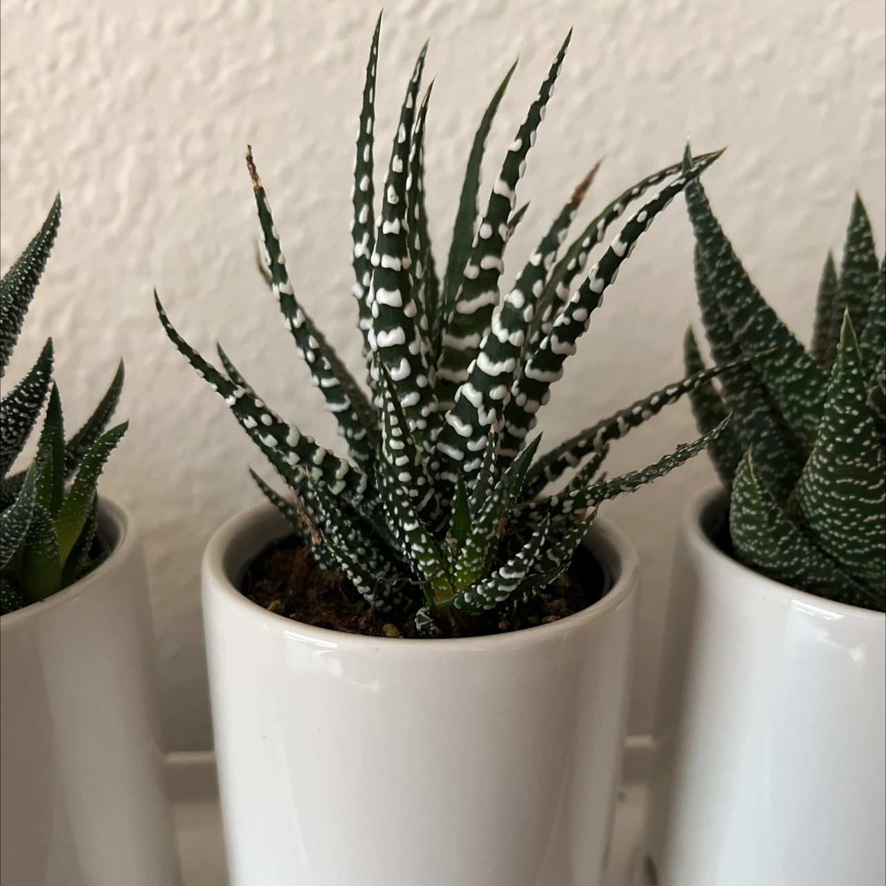 Haworthia Alba plant in a white pot, healthy and well-framed.
