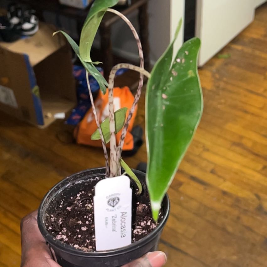 Photo of the plant species Little Zebrina Alocasia by @HipThaibasil named Muhammad Ali on Greg, the plant care app