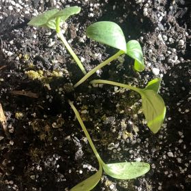 Photo of the plant species Cucumber by @TrueRedsword named Daphne on Greg, the plant care app