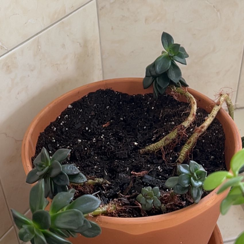 Photo of the plant species pineapple by @ElderPinkruby named Athena on Greg, the plant care app
