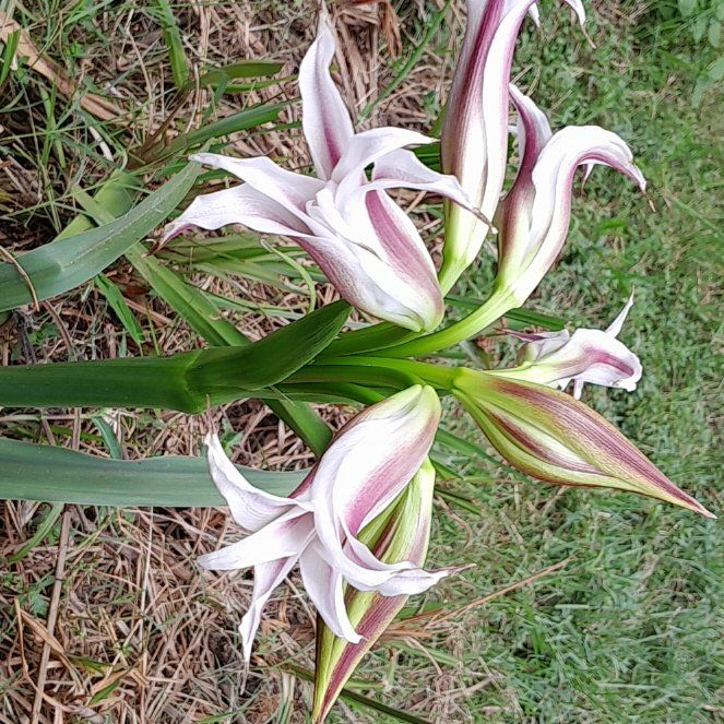 Photo of the plant species Hardy Amaryllis by @ValorousDuwei named Tupot amaroot on Greg, the plant care app