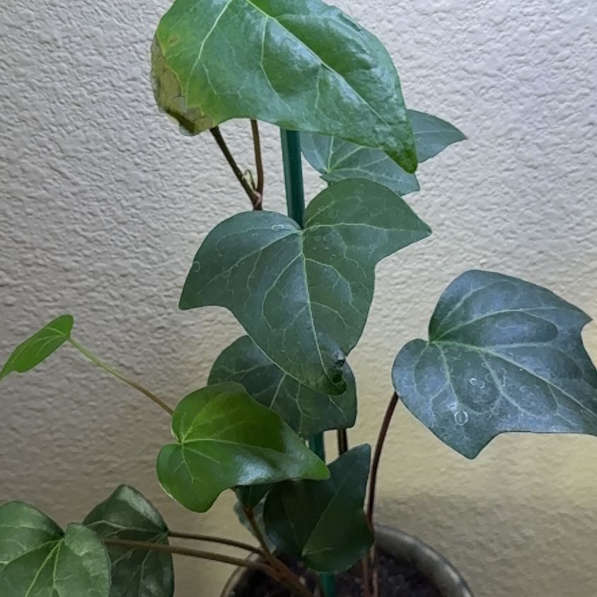 Photo of the plant species Canarian Ivy by @AffableGrass named Ivy on Greg, the plant care app
