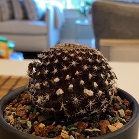 Photo of the plant species Copiapoa by @LucidDutchiris named Morgan Freeman on Greg, the plant care app