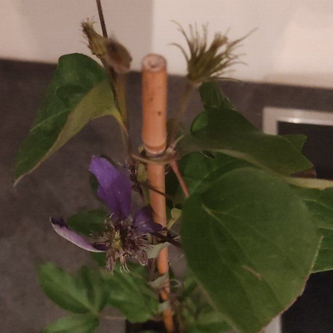 Photo of the plant species Multi-Blue Clematis by @FitShinglevine named Marley on Greg, the plant care app
