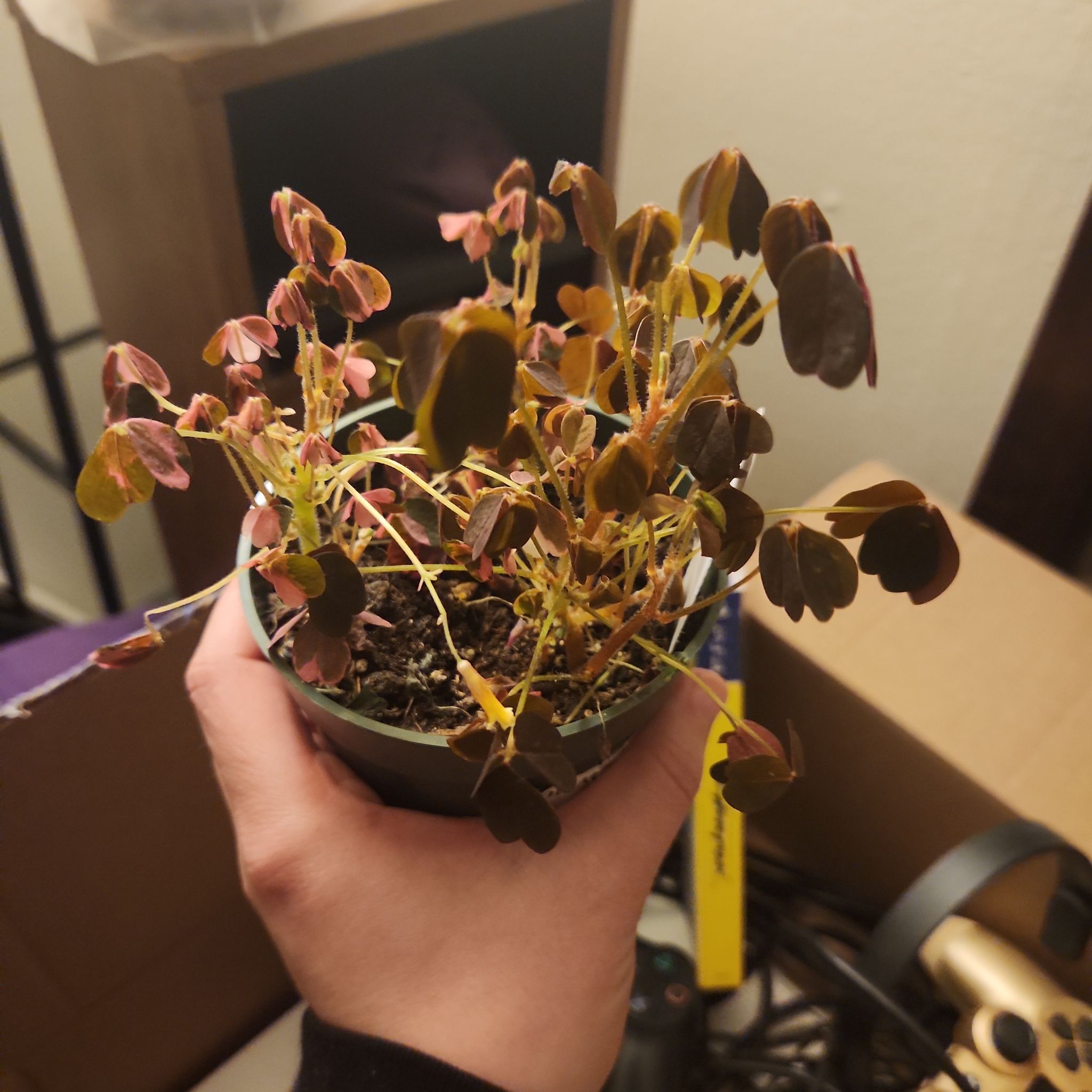 Photo of the plant species Golden Oxalis by @Horriculture named Oxalis Spiralis 'Killian's' on Greg, the plant care app