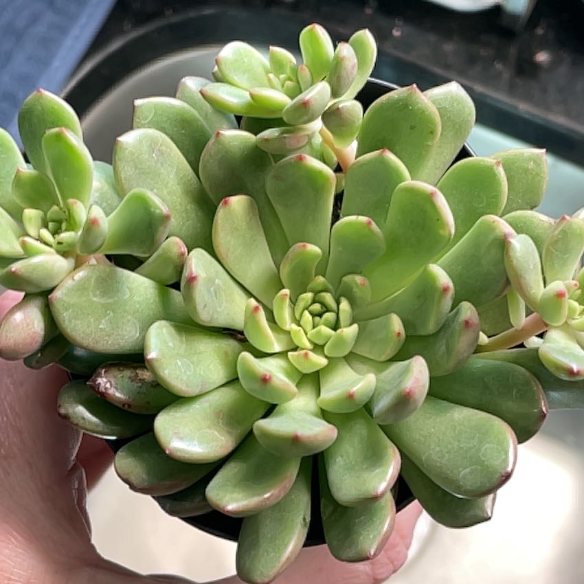 Healthy Graptoveria 'Bashful™' succulent with green leaves and reddish tips, held by a hand.