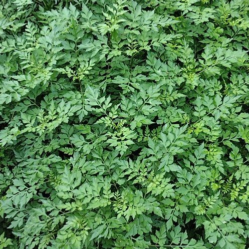Photo of the plant species Spanish Needles by @AssertivePuriri named Gomez on Greg, the plant care app