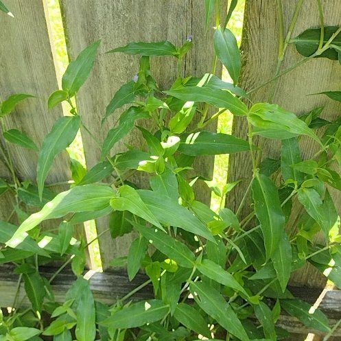 Photo of the plant species Erect Dayflower by @AssertivePuriri named Beckham on Greg, the plant care app