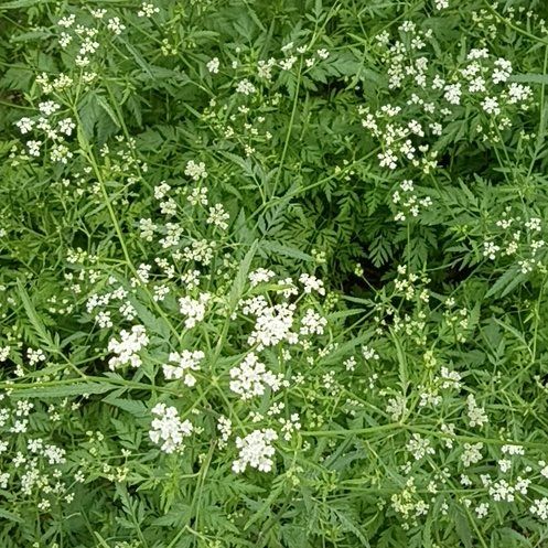 Photo of the plant species Spreading Hedgeparsley by @AssertivePuriri named Wall-E on Greg, the plant care app