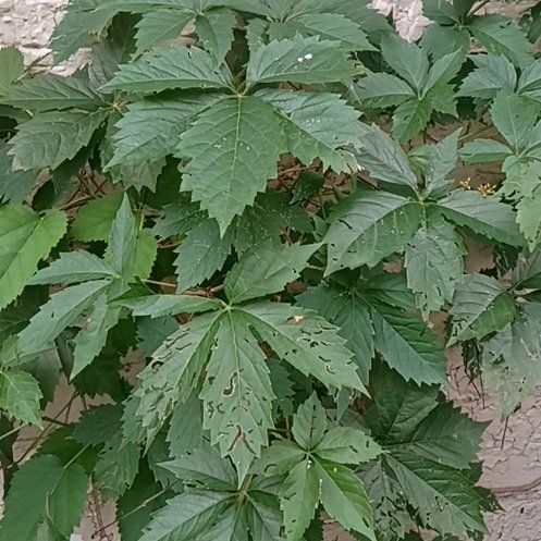 Photo of the plant species Virginia Creeper by @AssertivePuriri named Leonardo on Greg, the plant care app