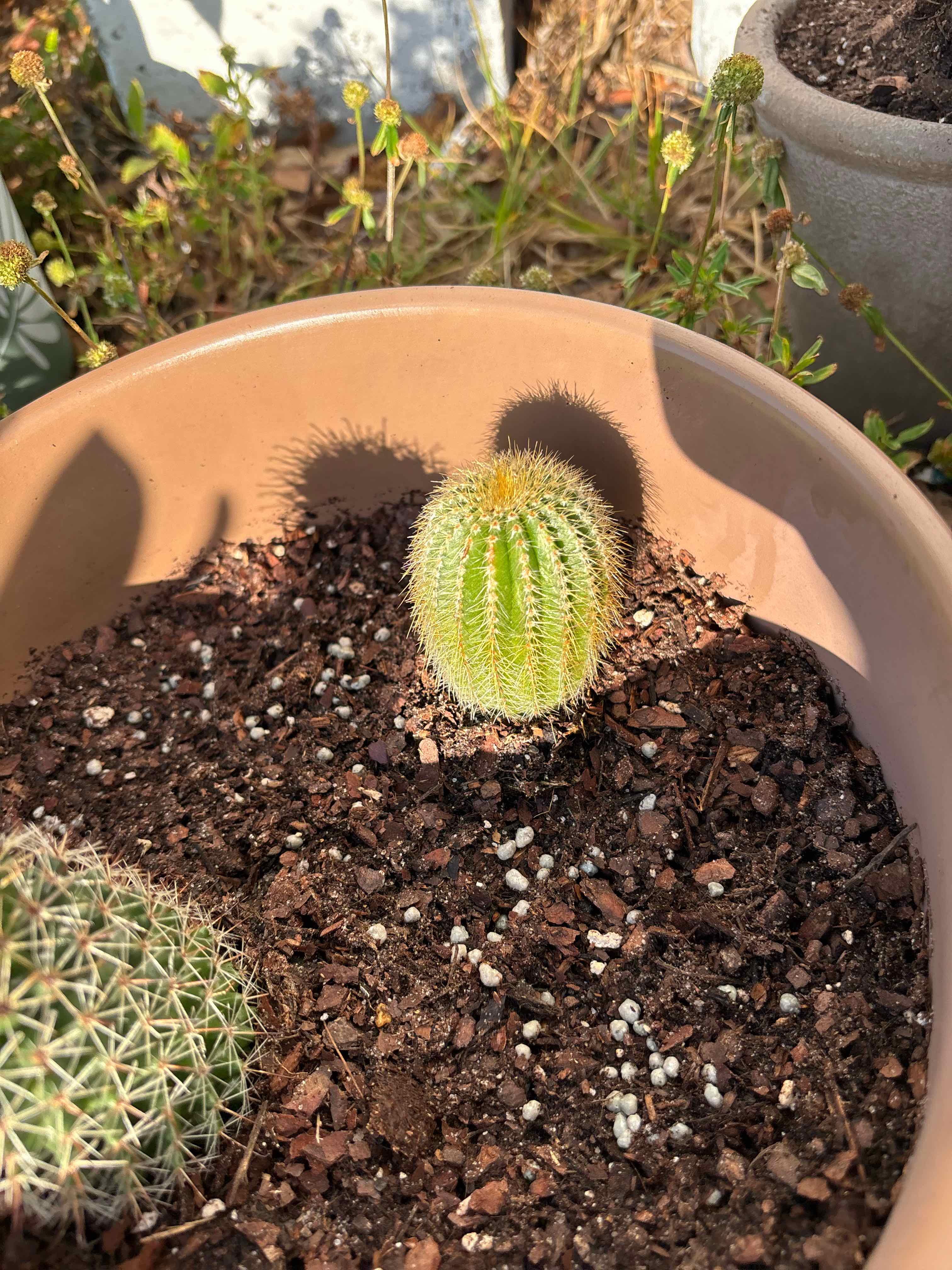Benny Plant