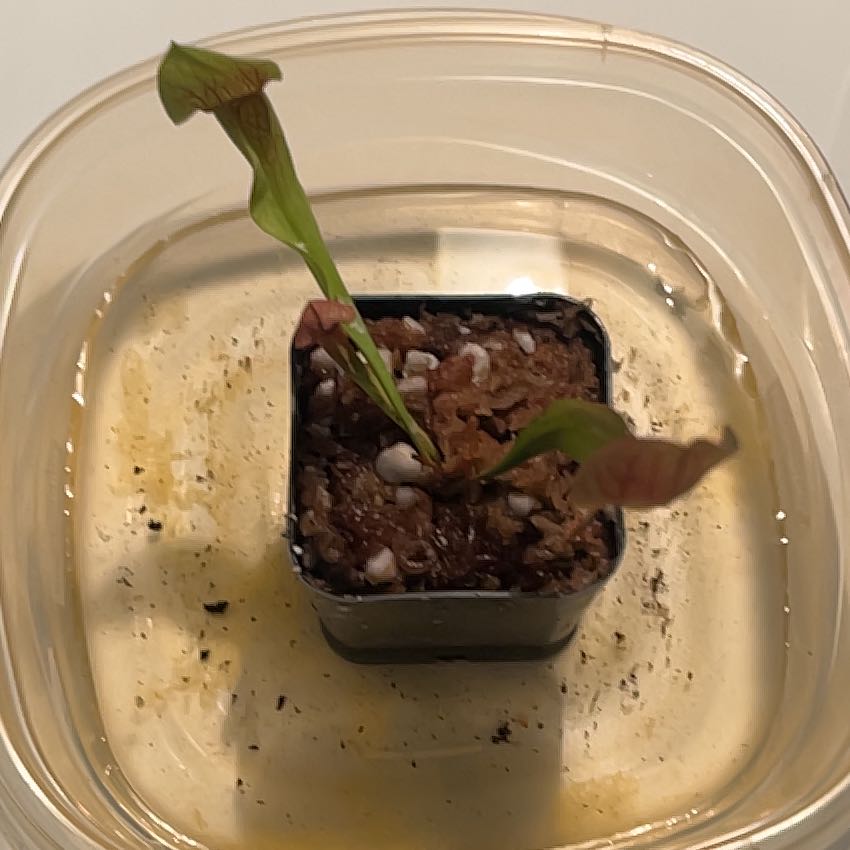 Photo of the plant species Green pitcher plant by @Ninabeena named Wrong Way on Greg, the plant care app