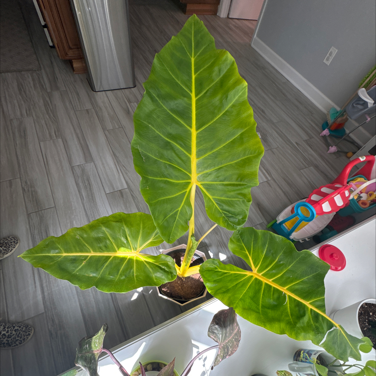Photo of the plant species Alocasia Lutea by @QuaintCoralpea named Kobe on Greg, the plant care app
