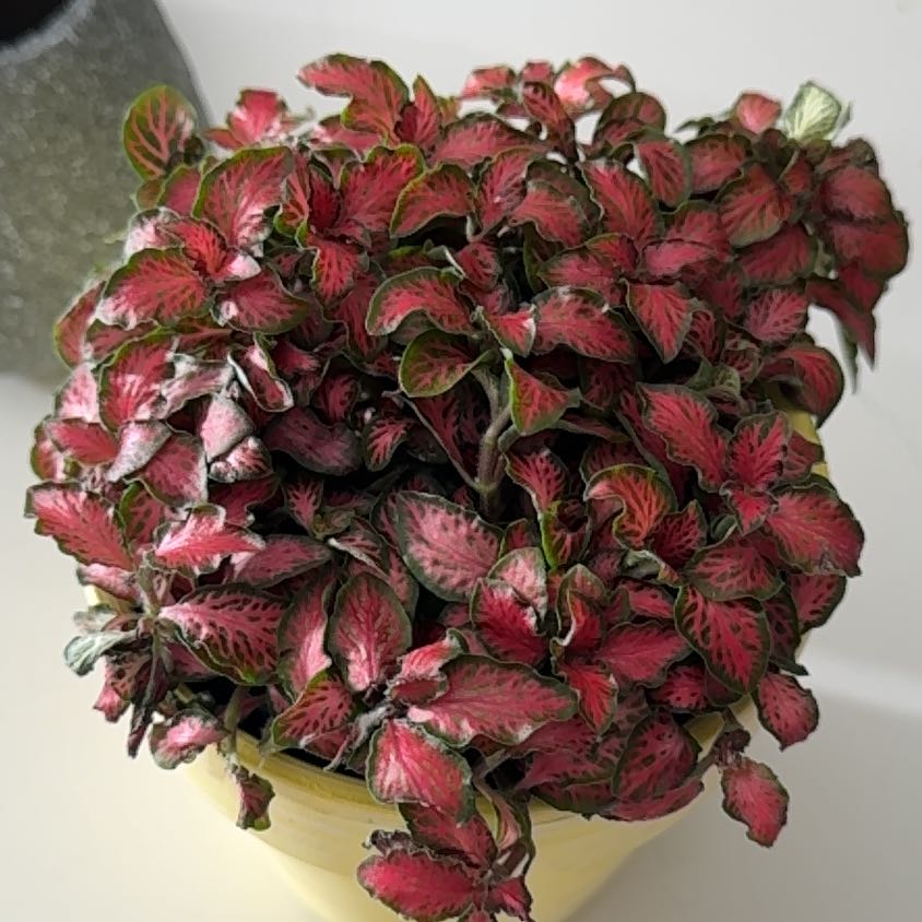 Photo of the plant species snakeskin plant by @QuaintCoralpea named Foxxy on Greg, the plant care app