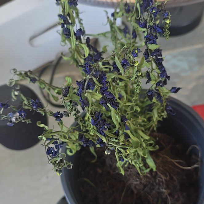 Photo of the plant species Summer Snapdragon by @SanguineOnion named Muhammad Ali on Greg, the plant care app