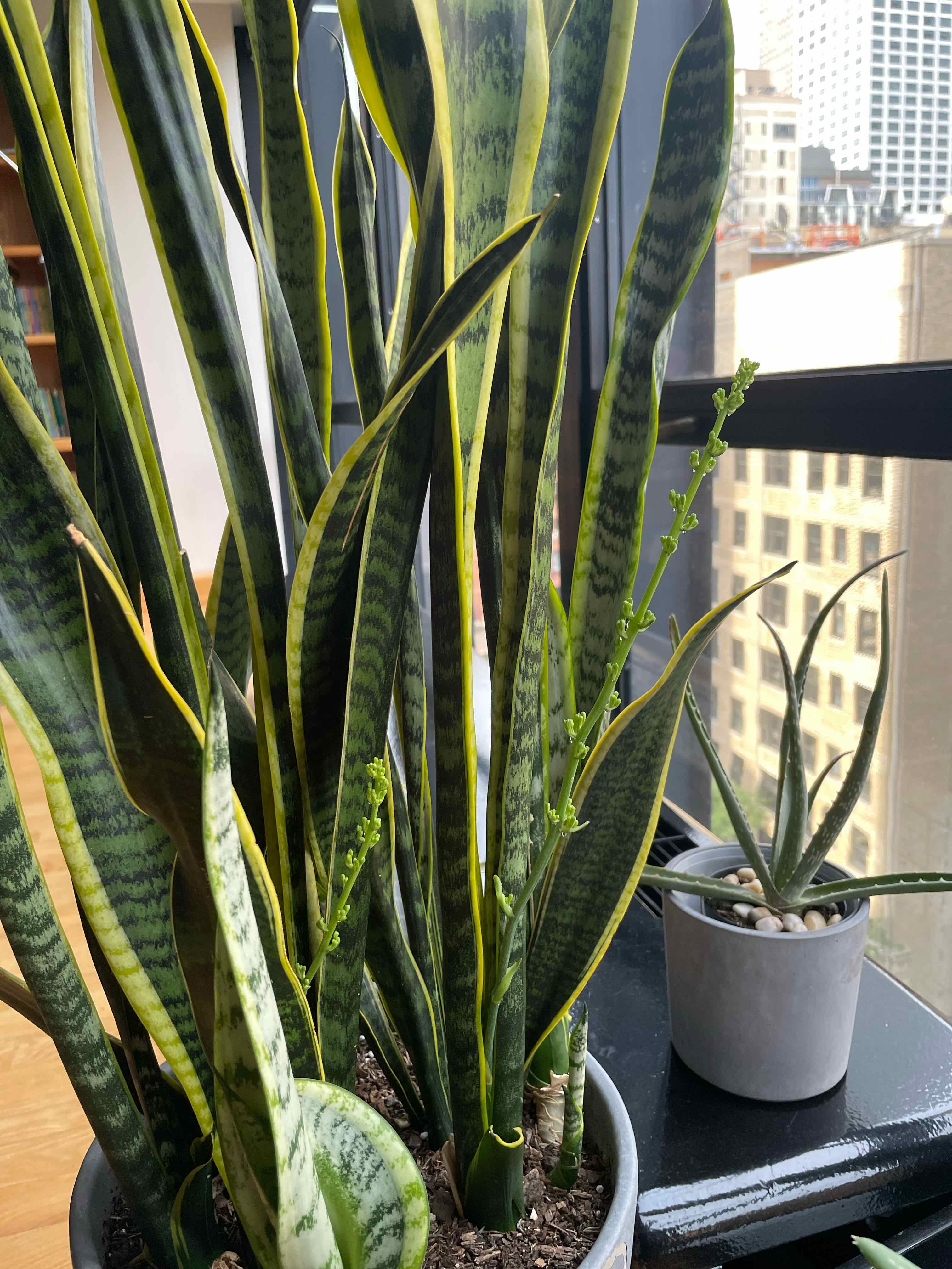 Snake Plant plant photo by @talomas named Nehu on Greg, the plant care app.