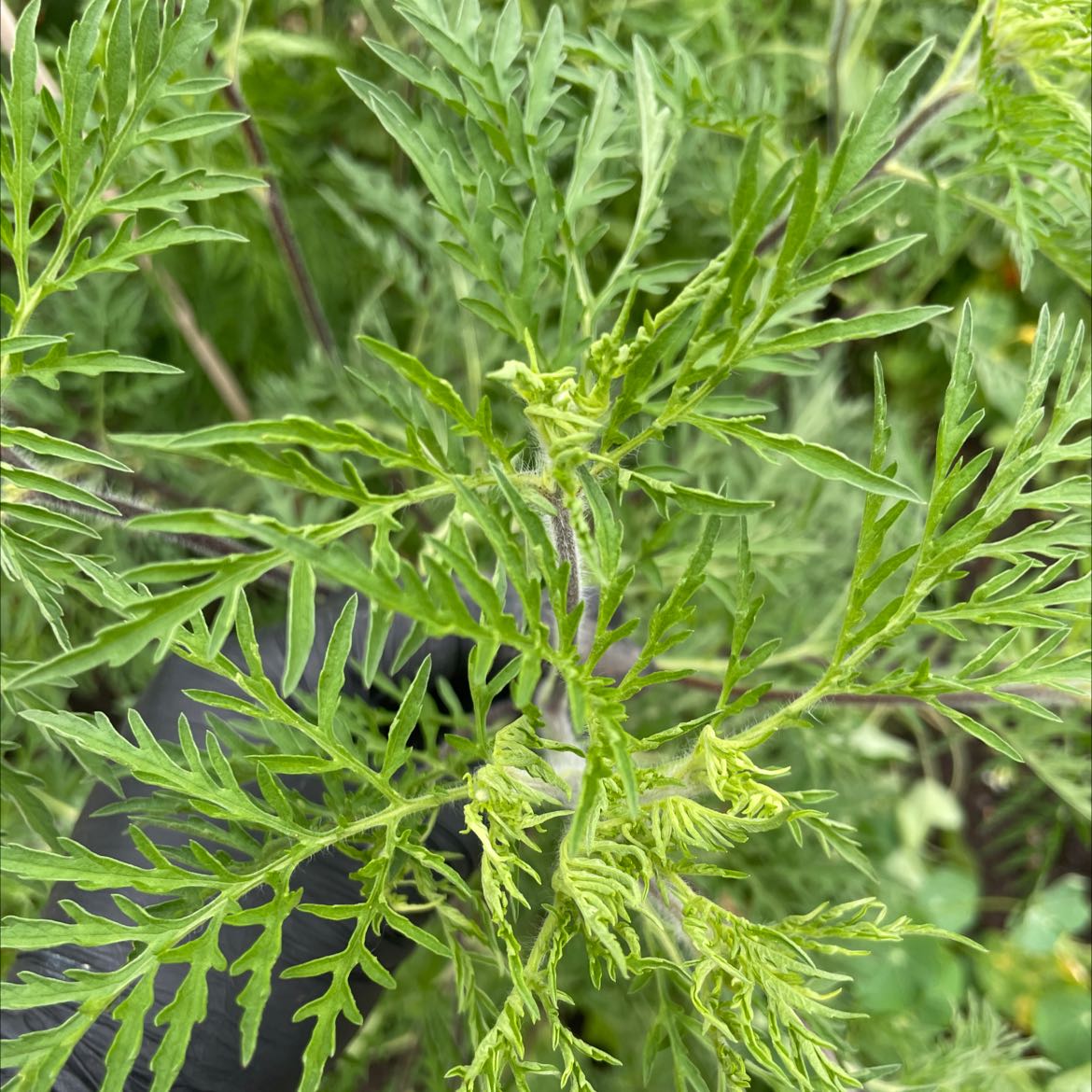 Close-up of a healthy Annual Ragweed plant with deeply lobed green leaves.