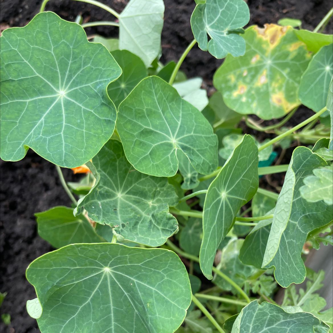 Garden Nasturtium plant with green leaves, some showing yellowing and browning.