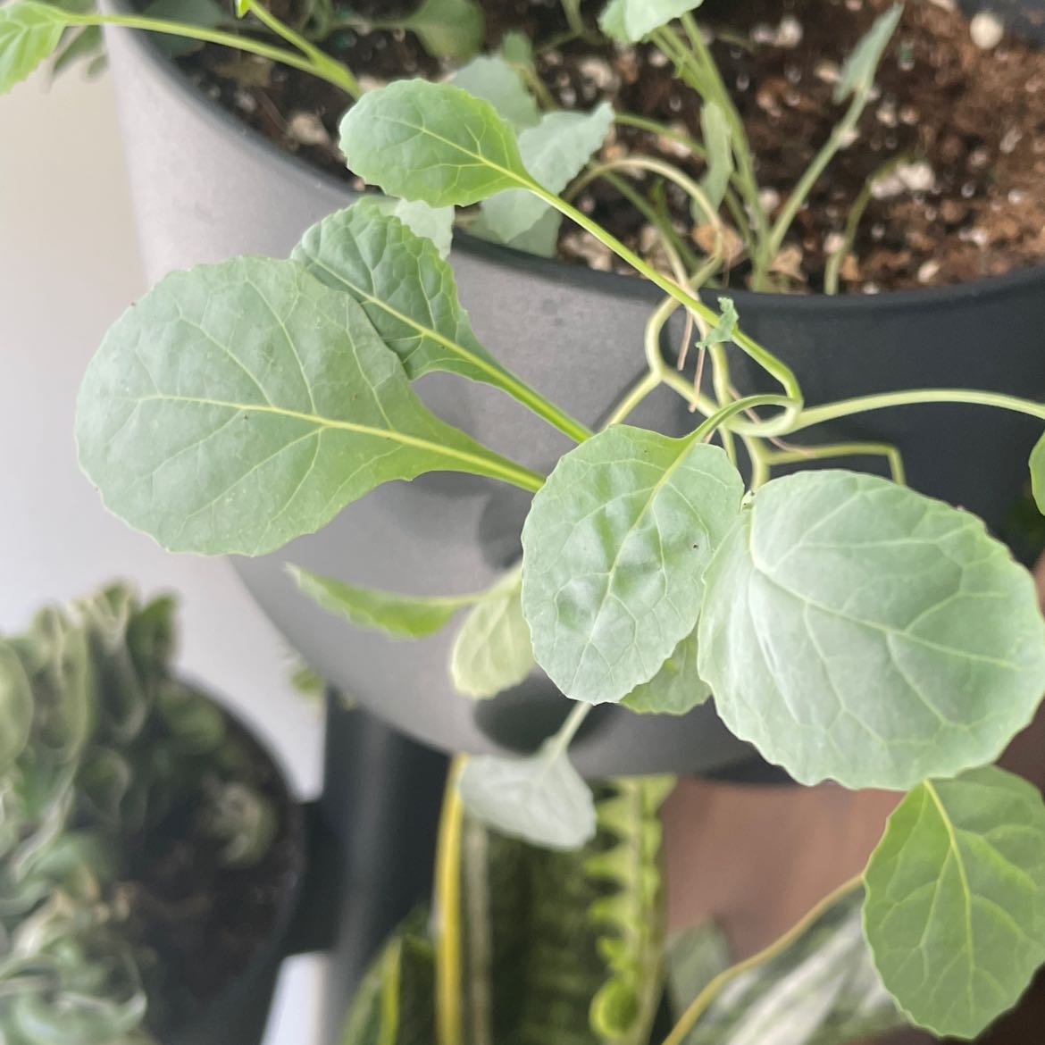 Healthy wild cabbage plant with vibrant green crinkled leaves growing in a pot, image is well-framed and focused on the plant.
