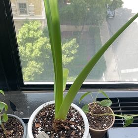 Photo of the plant species Hippeastrum 'White Nymph' by @talomas named Miley on Greg, the plant care app