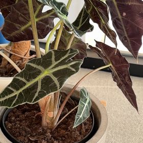 Photo of the plant species Kris Plant by @talomas named Elle on Greg, the plant care app